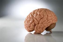 Ученые объединили мозг двух людей