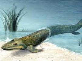Найдены останки древней рыбы с четырьмя ногами