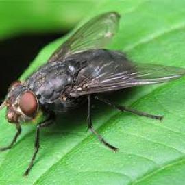 «Ген человеческого языка» обнаружили у мух