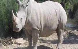Скончался последний самец северного белого носорога