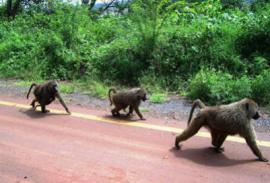 Бабуины в Зимбабве терроризируют дальнобольщиков.