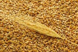 Пшеница дорожает на мировых рынках из-за опасений засухи в России