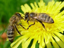 В США массово умирают медоносные пчелы