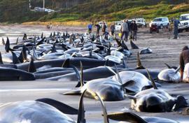Суд ООН запретил Японии охоту на китов