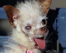 В США умерла самая уродливая в мире собака по кличке Йода