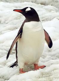 Трое пьяных британских туристов украли пингвина из зоопарка