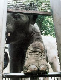 Индийский слон расплакался после освобождения из 50-летнего рабства
