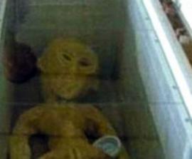 Китаец разместил в сети фотографии найденного им «инопланетянина»