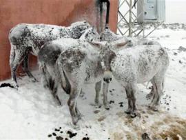 В Турции ослы от мороза превратились в стоячие ледяные статуи