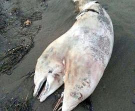 На турецком пляже нашли двухголового дельфина