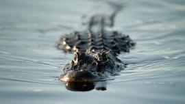 В США мальчик смог вырваться из пасти огромного крокодила