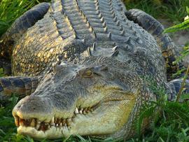 Житель Флориды убил пять крокодилов, чтобы закусить ими во время Суперкубка